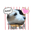 ふつーの犬おっつとくうた（個別スタンプ：4）
