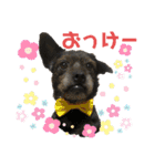 ふつーの犬おっつとくうた（個別スタンプ：5）