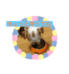 ふつーの犬おっつとくうた（個別スタンプ：6）