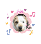 ふつーの犬おっつとくうた（個別スタンプ：8）