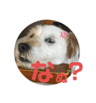 ふつーの犬おっつとくうた（個別スタンプ：10）