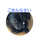 ふつーの犬おっつとくうた（個別スタンプ：11）