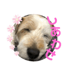 ふつーの犬おっつとくうた（個別スタンプ：12）