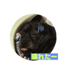 ふつーの犬おっつとくうた（個別スタンプ：13）
