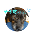 ふつーの犬おっつとくうた（個別スタンプ：14）