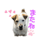 ふつーの犬おっつとくうた（個別スタンプ：16）