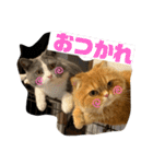 モップ＆ミルク（個別スタンプ：1）