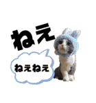 モップ＆ミルク（個別スタンプ：4）