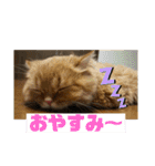 モップ＆ミルク（個別スタンプ：5）