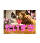 モップ＆ミルク（個別スタンプ：7）