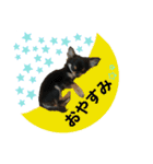 チワワOREO（個別スタンプ：2）