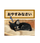 チワワOREO（個別スタンプ：4）