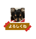 チワワOREO（個別スタンプ：8）