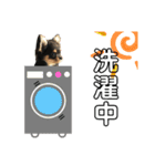 チワワOREO（個別スタンプ：10）