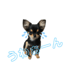 チワワOREO（個別スタンプ：15）