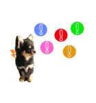 チワワOREO（個別スタンプ：17）