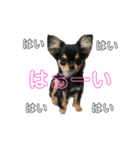 チワワOREO（個別スタンプ：21）