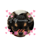 チワワOREO（個別スタンプ：22）