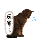 キジトラゆるりスタンプ（個別スタンプ：7）