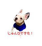 フレンチブルドックのはるとの日常スタンプ（個別スタンプ：8）