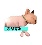 フレンチブルドックのはるとの日常スタンプ（個別スタンプ：16）
