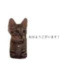 modama（個別スタンプ：7）