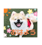 すたんぷぽん太（個別スタンプ：2）