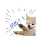 すたんぷぽん太（個別スタンプ：4）