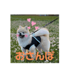 すたんぷぽん太（個別スタンプ：13）