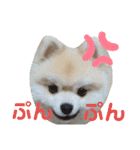 すたんぷぽん太（個別スタンプ：15）