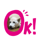 我が家の愛犬リン 1（個別スタンプ：1）