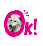 我が家の愛犬リン 1（個別スタンプ：2）