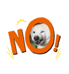 我が家の愛犬リン 1（個別スタンプ：3）