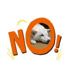 我が家の愛犬リン 1（個別スタンプ：4）