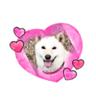 我が家の愛犬リン 1（個別スタンプ：5）