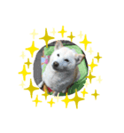 我が家の愛犬リン 1（個別スタンプ：7）