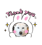 我が家の愛犬リン 1（個別スタンプ：8）