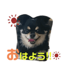 くーまのスタンプ（個別スタンプ：7）