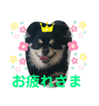 くーまのスタンプ（個別スタンプ：12）
