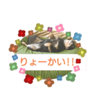 くーまのスタンプ（個別スタンプ：13）