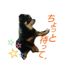 くーまのスタンプ（個別スタンプ：14）