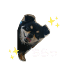 くーまのスタンプ（個別スタンプ：15）