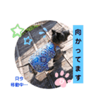 ケアンテリアのヒカル♪2（個別スタンプ：9）