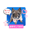 ケアンテリアのヒカル♪2（個別スタンプ：10）
