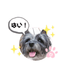 ケアンテリアのヒカル♪2（個別スタンプ：12）