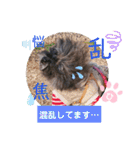 ケアンテリアのヒカル♪2（個別スタンプ：15）