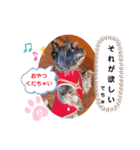 ケアンテリアのヒカル♪2（個別スタンプ：16）