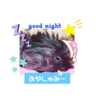 ケアンテリアのヒカル♪2（個別スタンプ：20）