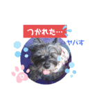ケアンテリアのヒカル♪2（個別スタンプ：21）