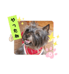 ケアンテリアのヒカル♪2（個別スタンプ：23）